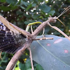 Crown stick insect