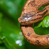 Taiwan Slug Snake