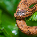 Taiwan Slug Snake