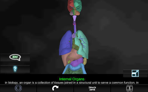 Organs 3D Anatomy