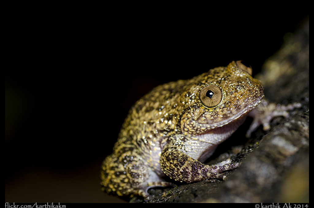 Karnataka Night frog