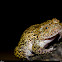 Karnataka Night frog