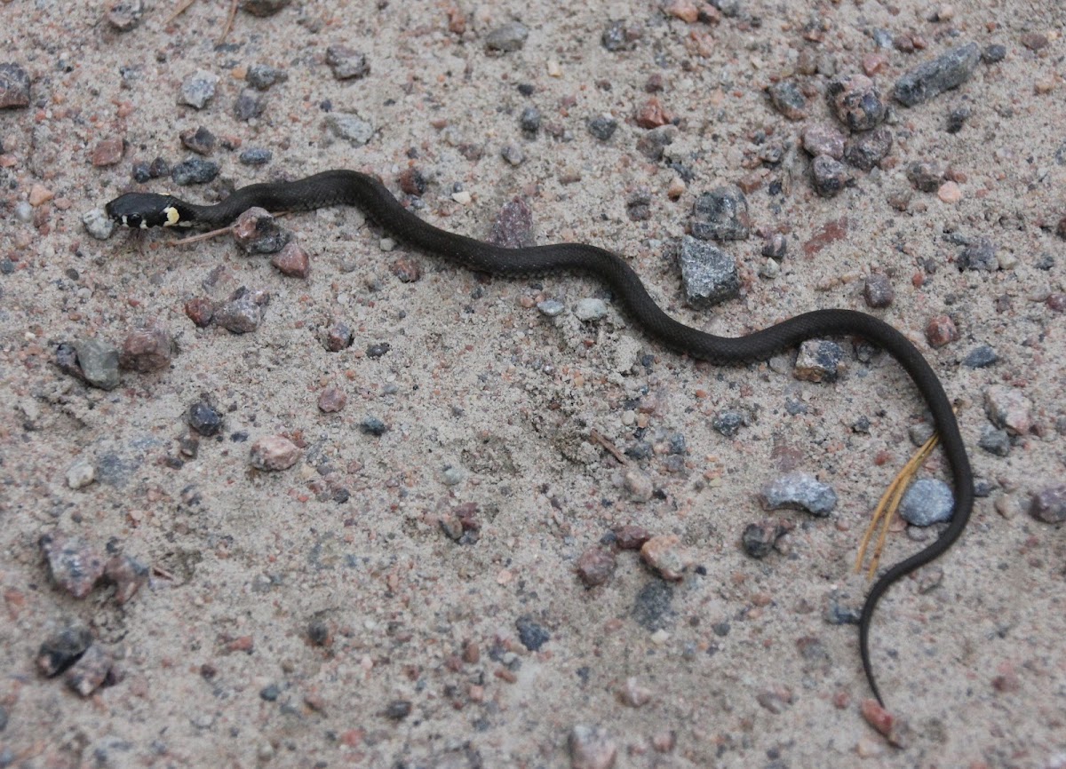 Grass snake