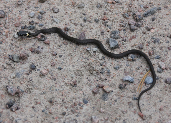 Grass snake | Project Noah