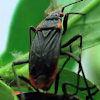 Red-shouldered Bug  
