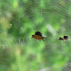 Crablike Spiny Orb Weaver