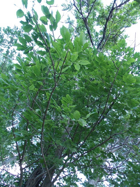 Butternut Tree (White Walnut)
