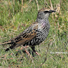 The Common Starling