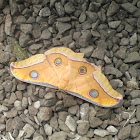 silk moth