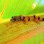 Caribbean Least Gecko - Juvenile