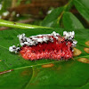 Shag Carpet Caterpillar
