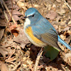 Red-flanked Bluetail, male