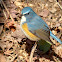 Red-flanked Bluetail, male
