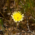 Desert dandelion