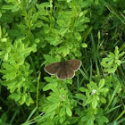 Ringlet