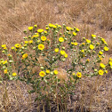 Curlycup Gumweed