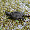 Common Snapping Turtle Hatchling