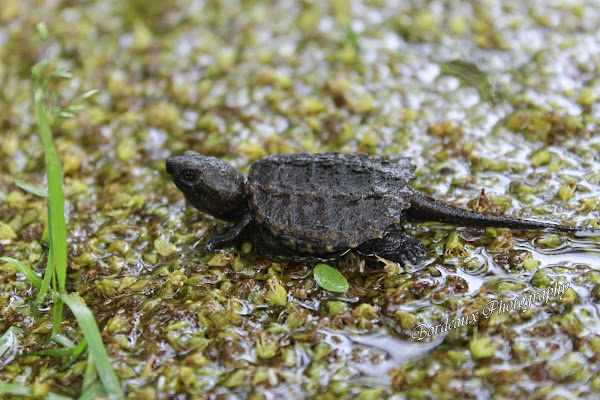 Common Snapping Turtle Hatchling | Project Noah