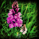 Common Spotted Orchid