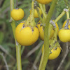 Prairie Berries, Silverleaf Nightshade (fruit)