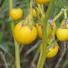 Prairie Berries, Silverleaf Nightshade (fruit)