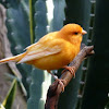 Domestic Canary