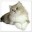 Pussy Cat Live Wallpaper Download on Windows