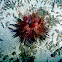 Blue-Spot Sea Urchin