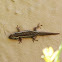 Cape Dwarf Day Gecko