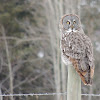 Great Gray Owl