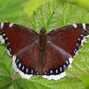 Trauermantel or Mourning Cloak
