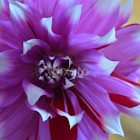 My Mutant Dalia by Jeanne Knoch -  