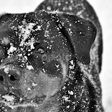 German Rottweiler  by Denise Johnson -  