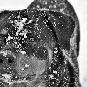 German Rottweiler  by Denise Johnson - Animals - Dogs Portraits