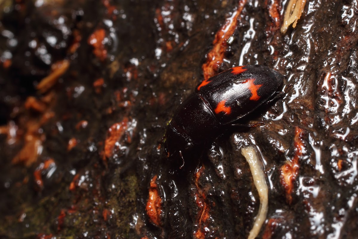 Sap-Feeding Beetle