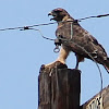 Red-tailed Hawk