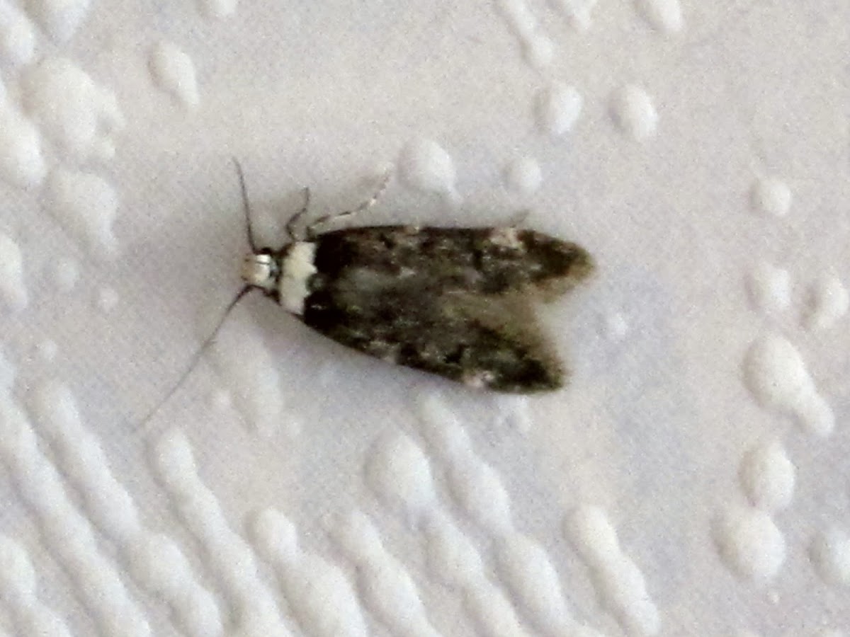 White-shouldered House Moth