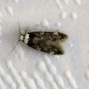 White-shouldered House Moth