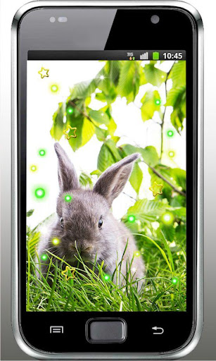 Rabbits Best HD LWP