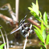 Twelve-spotted Skimmer