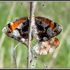 Pearl Crescent Butterflies (mating)