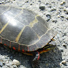 Eastern Painted turtle
