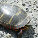 Eastern Painted turtle