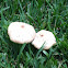 False parasol mushroom