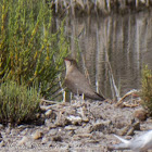 Collared Pratincole; Canastera