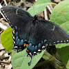 Eastern Tiger Swallowtail butterfly (female, dark morph)