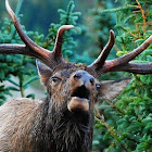 Elk