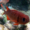 Crimson Soldierfish