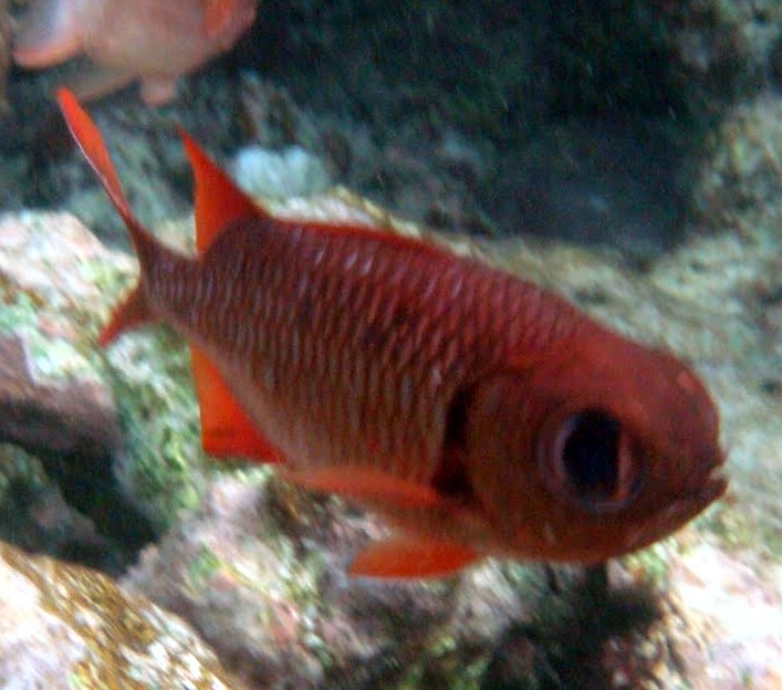 Crimson Soldierfish