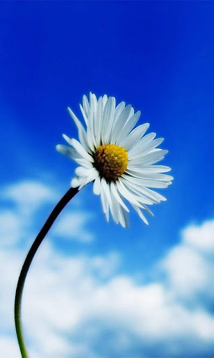 Blue Sky Flowers Wallpaper